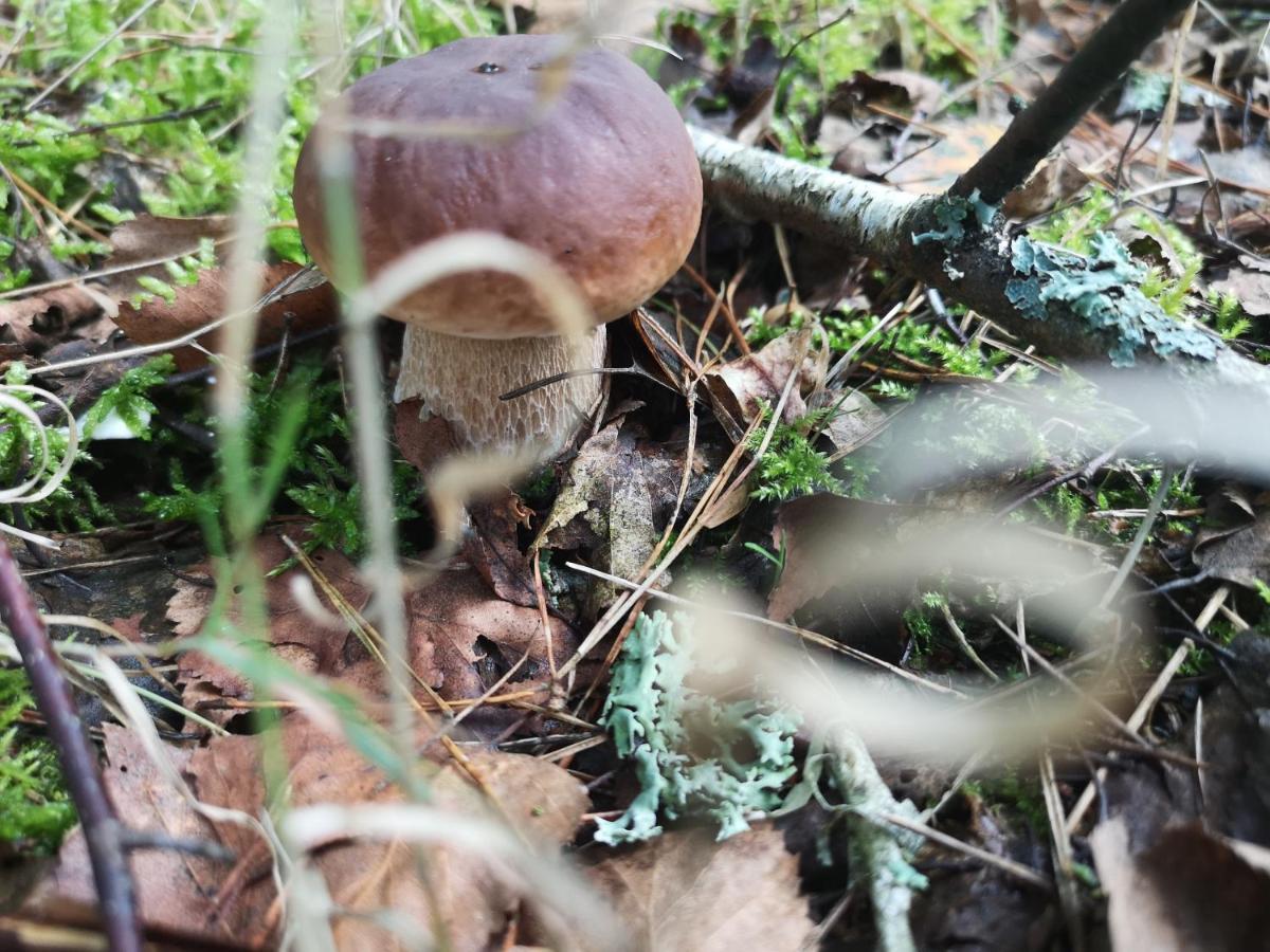 Agroturystyka Plener Miedzichowo 外观 照片